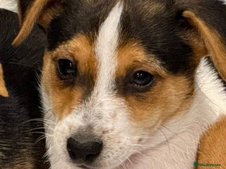 Mixed Breed dogs 9 week old Jack Russ pups- Ready to go - Advert 13