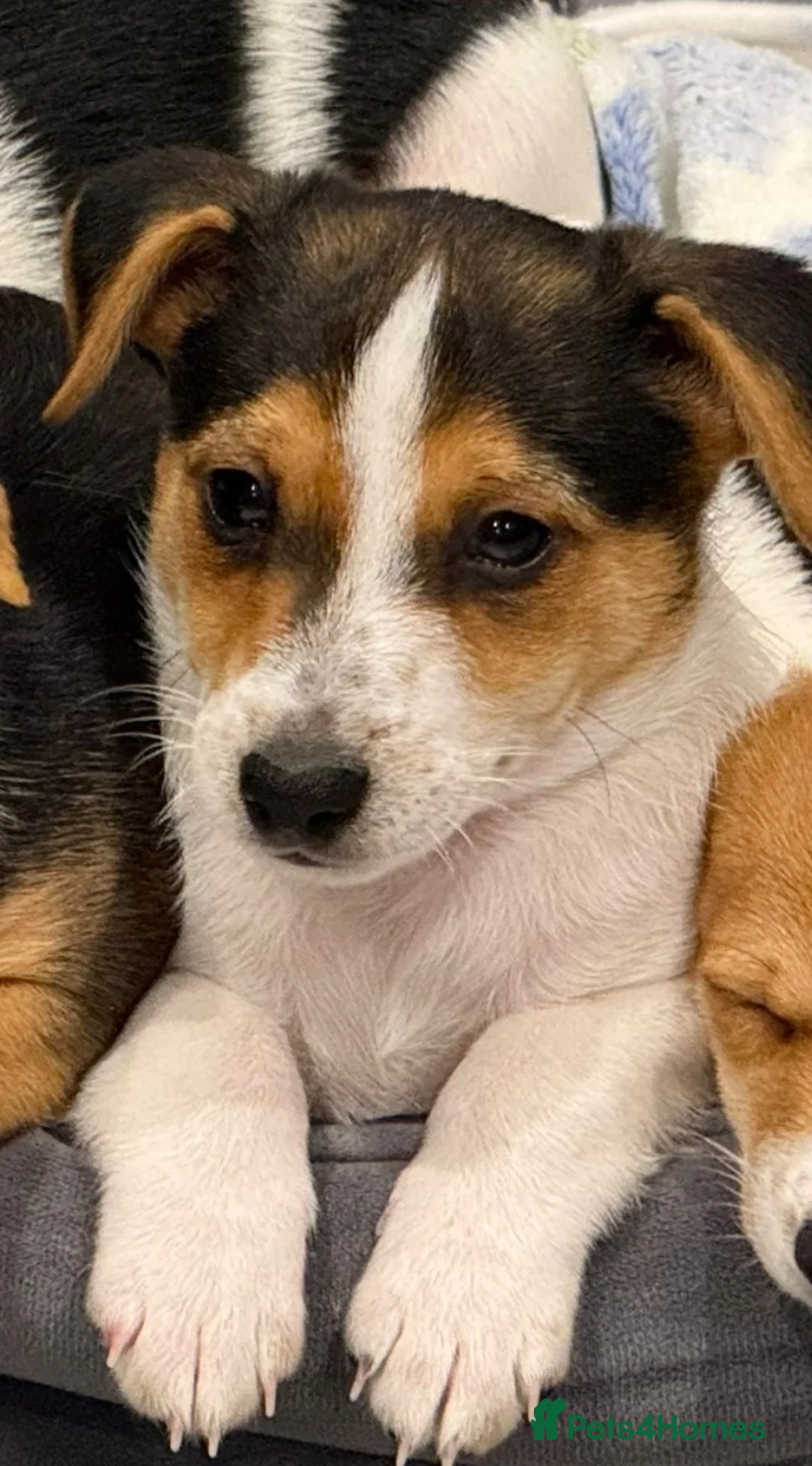 Mixed Breed dogs for sale: 9 week old Jack Russ pups- Ready to go - Advert 6