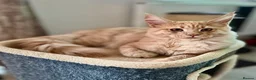 Maine Coon cats for sale: Beautiful Maine Coon kittens for sale. Two boys.🦁 - Advert 14