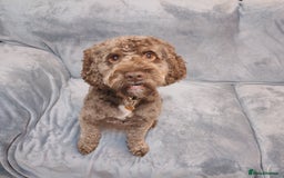 Cockapoo dogs for stud: Cockapoo for stud  - Advert 2