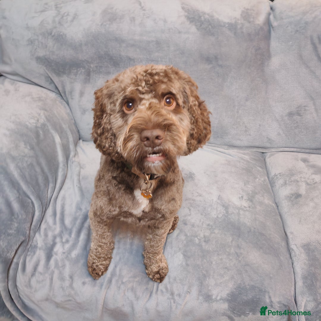 Cockapoo dogs for stud: Cockapoo for stud  - Advert 2