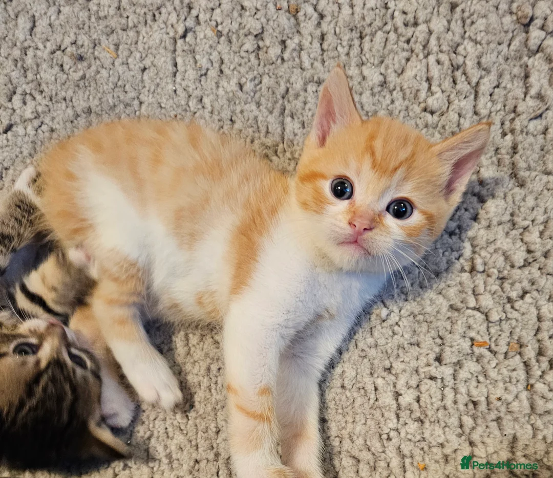Mixed Breed cats for sale: Mixed breed kittens. Ready to be re-homed in Feb. - Advert 7