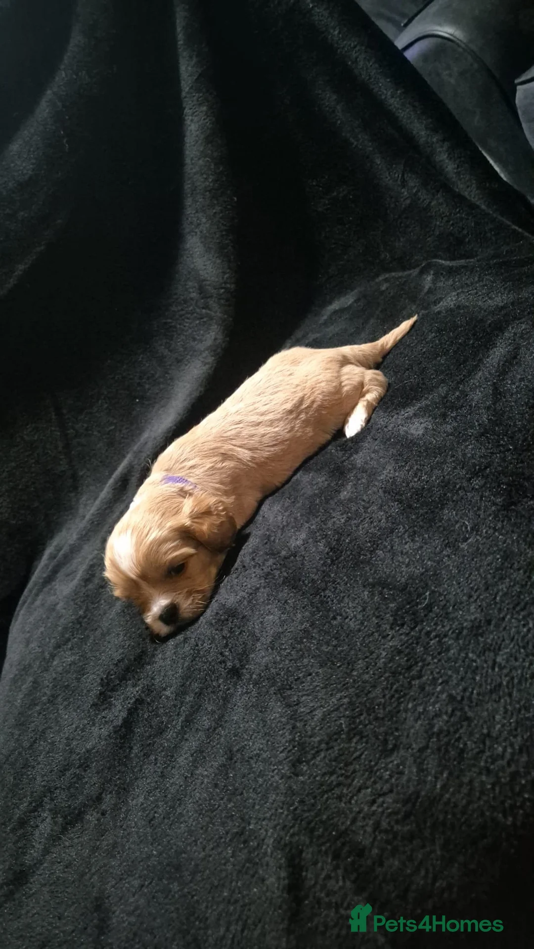 Mixed Breed dogs for sale: Cava tzu puppies - Advert 3