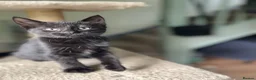 Mixed Breed cats for sale: 3 Black kittens & 1 Tabby female  - Advert 9