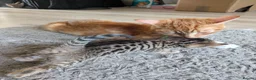 Mixed Breed cats for sale: Beautiful half Bengal kittens - Advert 6