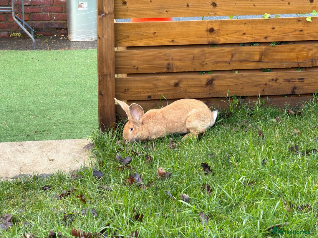 Continental Giant rabbits for sale: 8 month old continental giant  - Advert 4