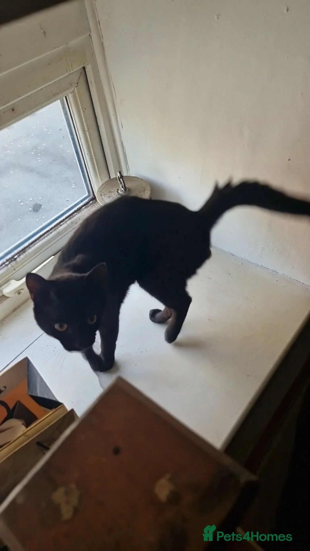 Mixed Breed cats for sale: Male cat - Advert 2