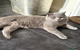 British Shorthair cats for sale: Marley - Image 1