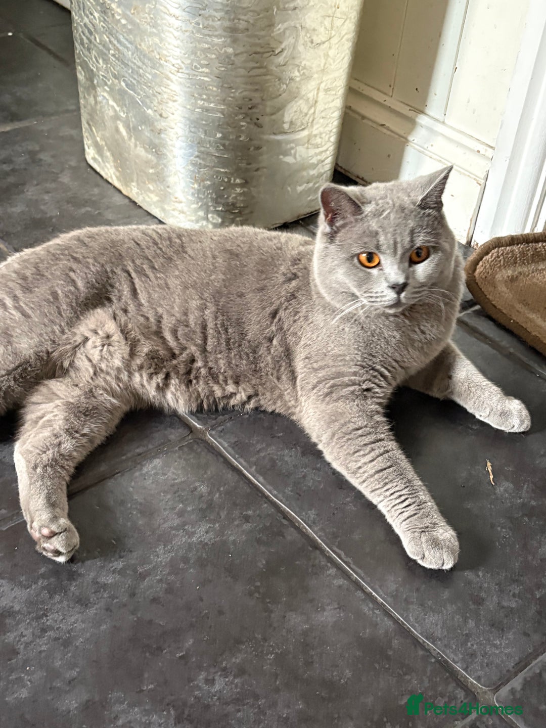 British Shorthair cats for sale: Marley - Image 1