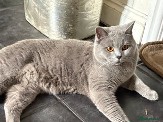 British Shorthair cats - Advert 26