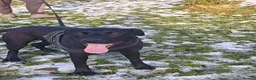Mixed Breed dogs for adoption: FOSTER CALL:❤️NICOL❤️Energetic, Playful, Loving in Bude - Advert 5