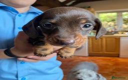 Dachshund dogs for sale: Miniature Dachshund Puppies   - Image 3