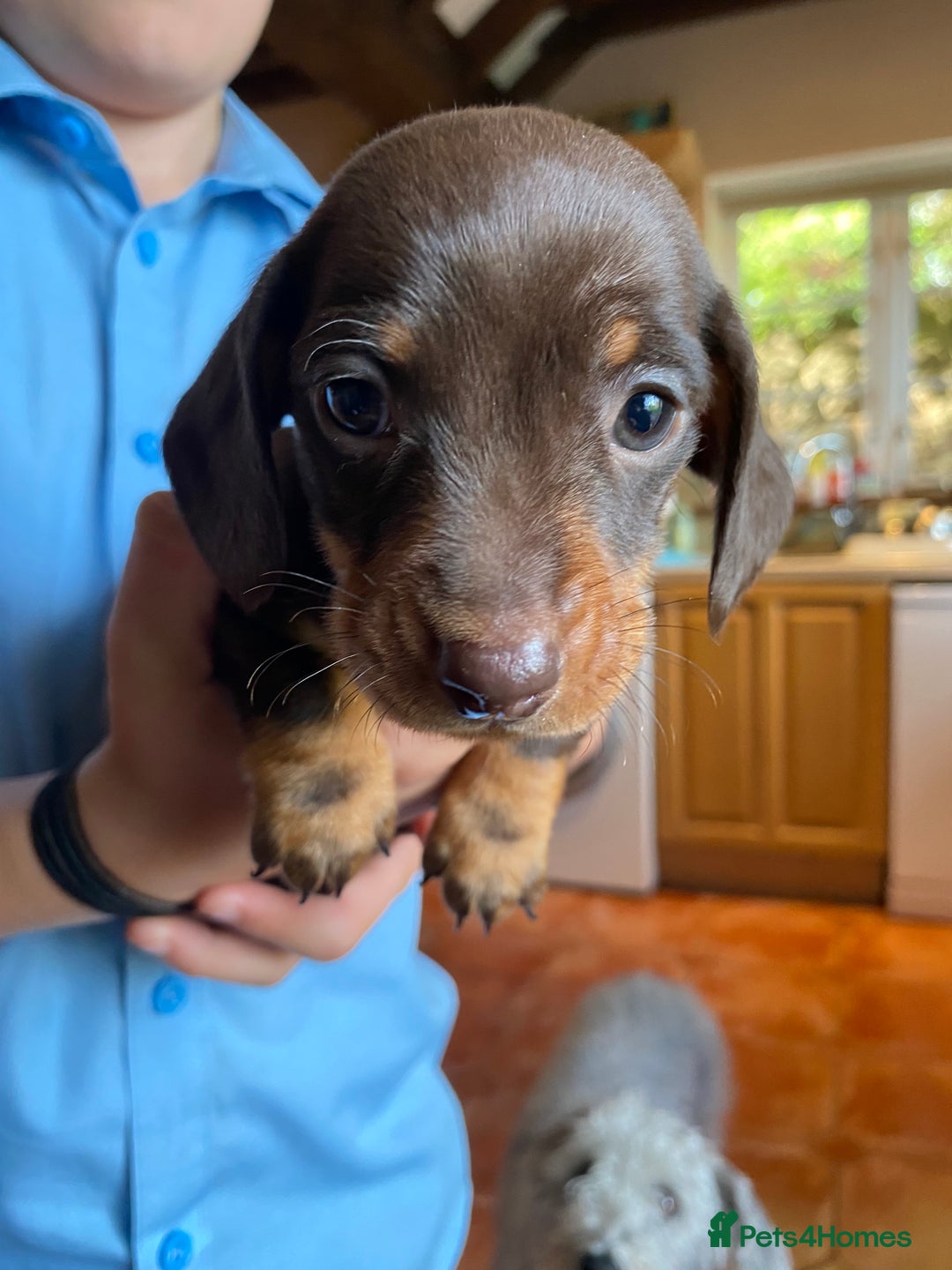 Dachshund dogs for sale: Miniature Dachshund Puppies   - Image 3