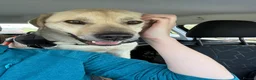 Mixed Breed dogs for adoption: 💙RUFUS💙 Misunderstood Soul Fading In Kennels  in Spalding - Advert 4