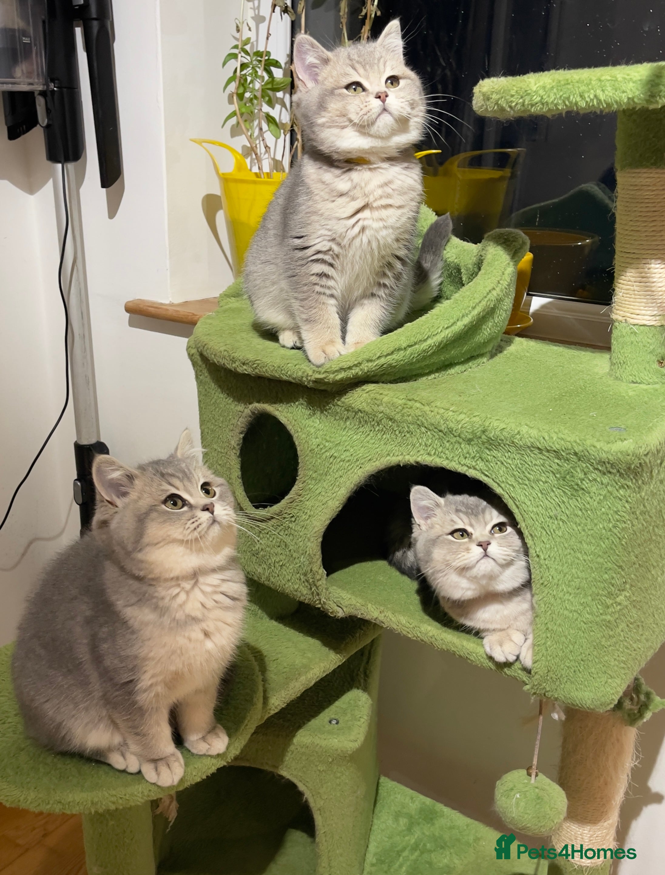 British Shorthair cats Ready to leave 3 GCCF British Shorthair Kittens - Advert 6