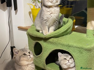 British Shorthair cats Ready to leave 3 GCCF British Shorthair Kittens - Advert 4