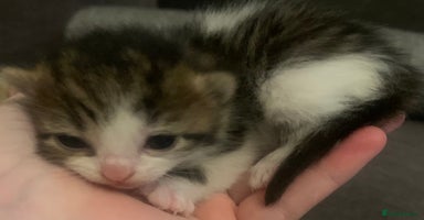 Mixed Breed cats Lovely fluffy playful kittens  - Advert 1