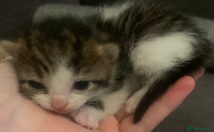 Mixed Breed cats Lovely fluffy playful kittens  - Advert 8