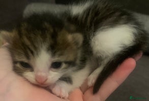 Mixed Breed cats Lovely fluffy playful kittens - Advert 5