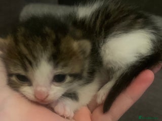 Mixed Breed cats Lovely fluffy playful kittens - Advert 15