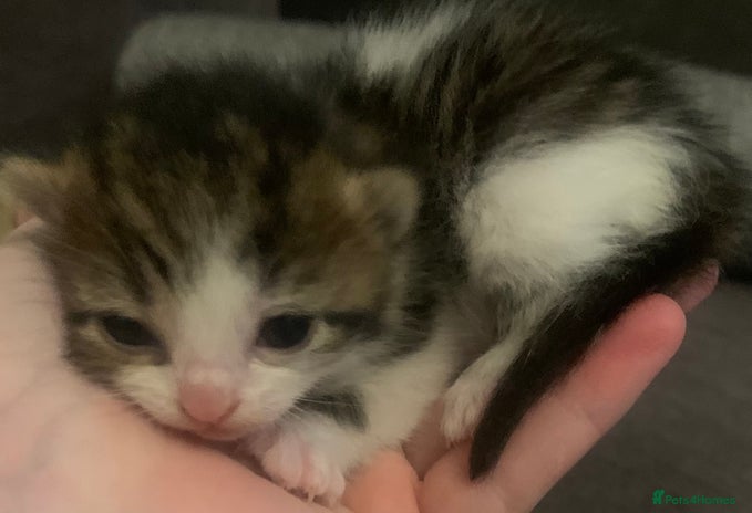 Mixed Breed cats Lovely fluffy playful kittens - Advert 8