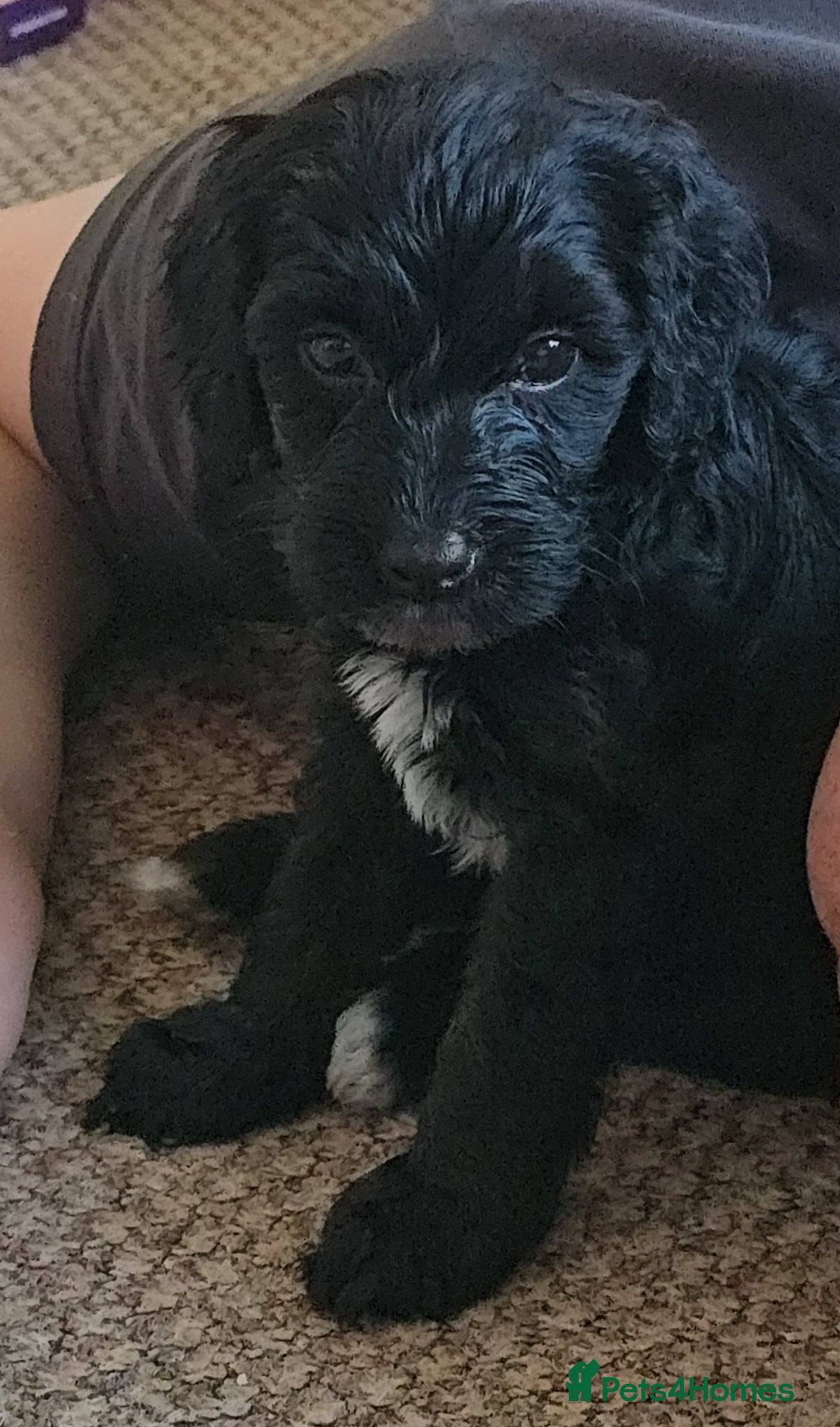 Mixed Breed dogs for sale: Cockapoo/ yorkiepoo mix in Saint Leonards-on-sea - Advert 4