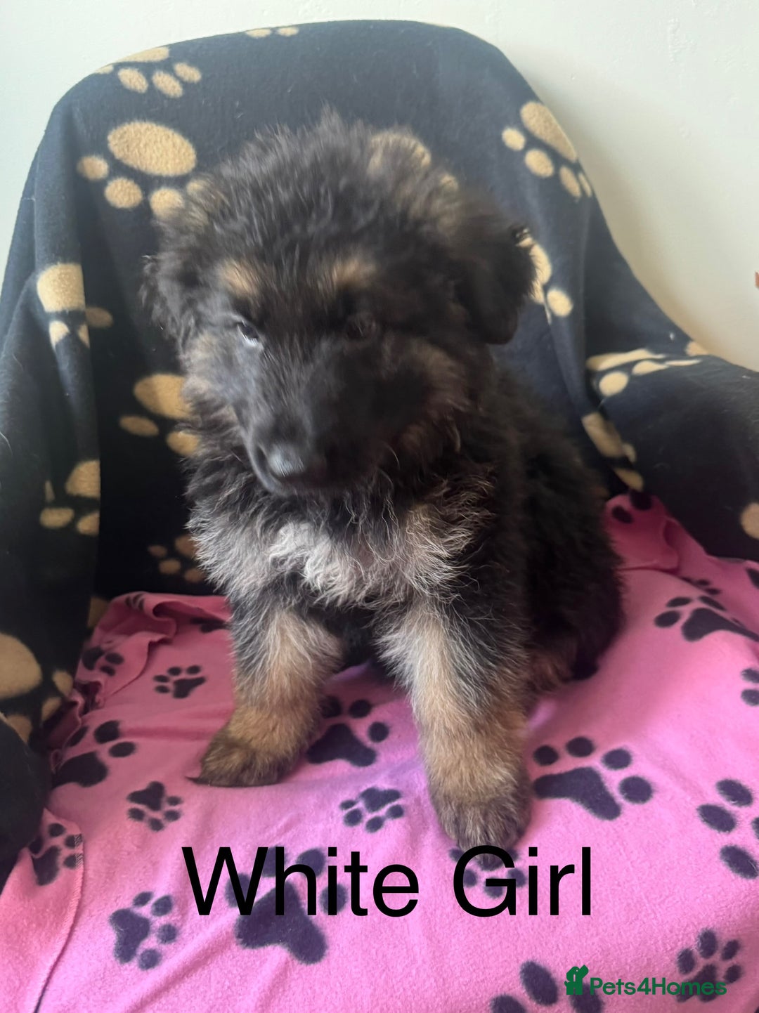 German Shepherd dogs for sale: German Shepherd Puppies in Edinburgh - Image 5
