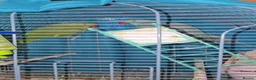 Ringnecks birds for sale: Parrots  in Bury - Advert 5