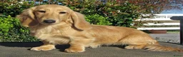 Dachshund dogs for sale: Dachsund puppy for sale - Advert 5