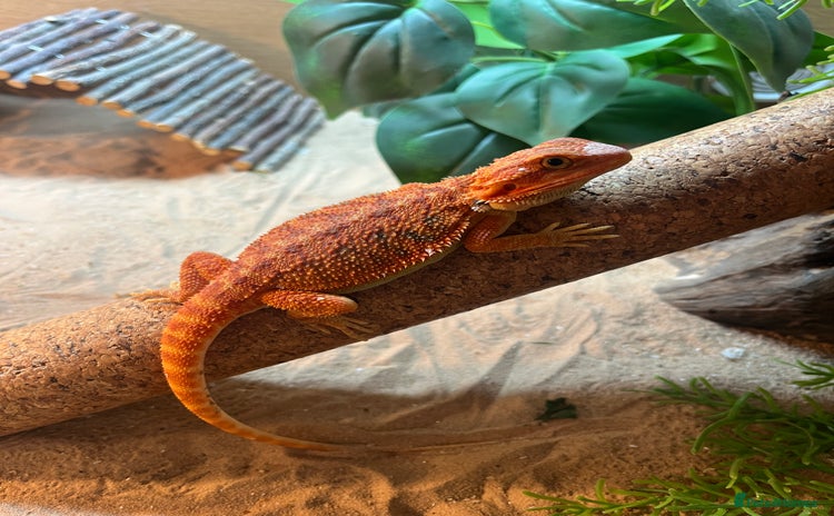 Bearded Dragon reptiles - Advert 1