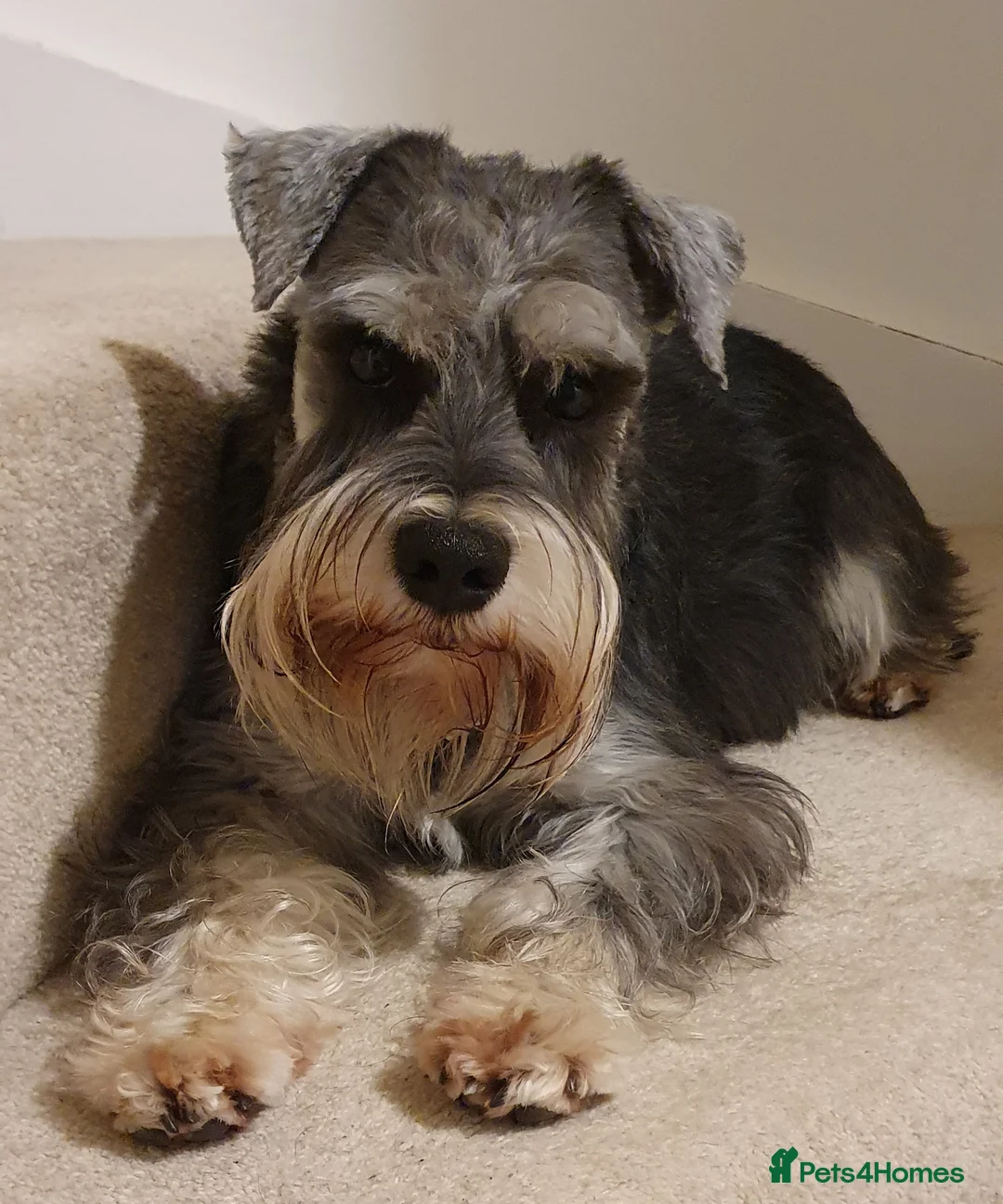 Miniature Schnauzer dogs for stud: Handsome black and silver Miniature Schnauzer  in Cambridge - Advert 9
