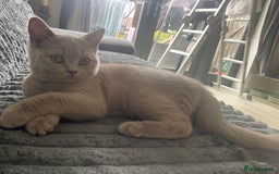 British Shorthair cats for sale: 🐾 TOP QUALLITY LILAC BSH reg GCCF purebred 🐾 - Image 4