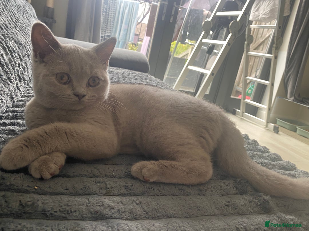 British Shorthair cats for sale: 🐾 TOP QUALLITY LILAC BSH reg GCCF purebred 🐾 - Image 4