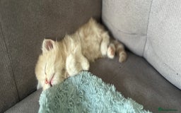 Mixed Breed cats for sale: British longhair cross kittens  - Image 9