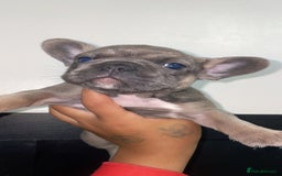 French Bulldog dogs for sale: Tri french bulldogs  - Image 10