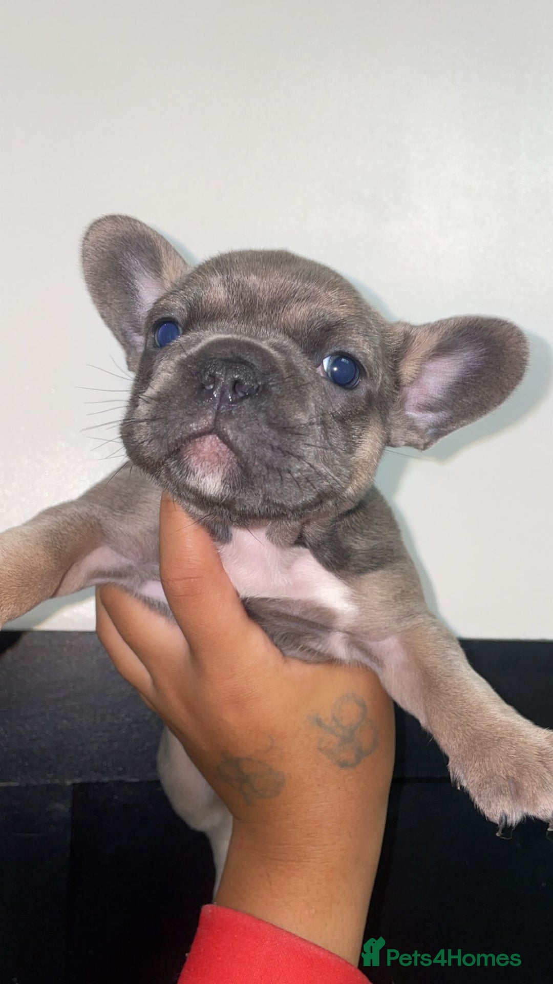 French Bulldog dogs for sale: Tri french bulldogs  - Image 10