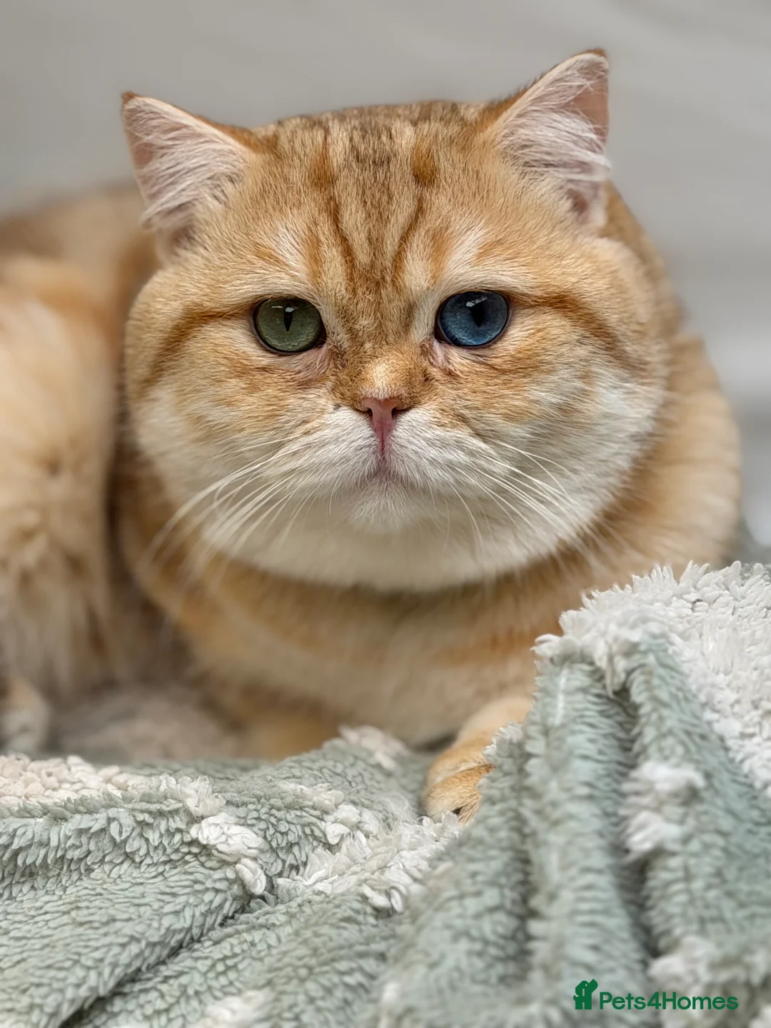 British Shorthair cats for stud: British shorthair Golden lovely stud boy GCCF - Advert 18