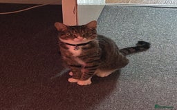 Mixed Breed cats for sale: Mixed breed  - Image 5