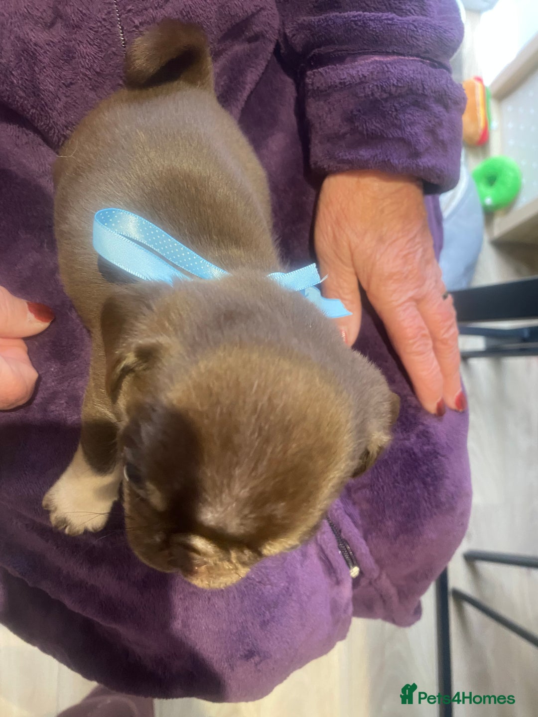 Pug dogs for sale: Merle pugs  - Advert 18