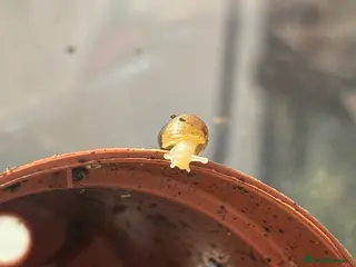 Snails invertebrates Giant African land snail babies - Advert 1