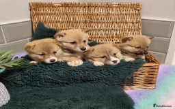 Mixed Breed dogs for sale: Corgi-Inus 💙 Just 1 BOY LEFT - Image 8