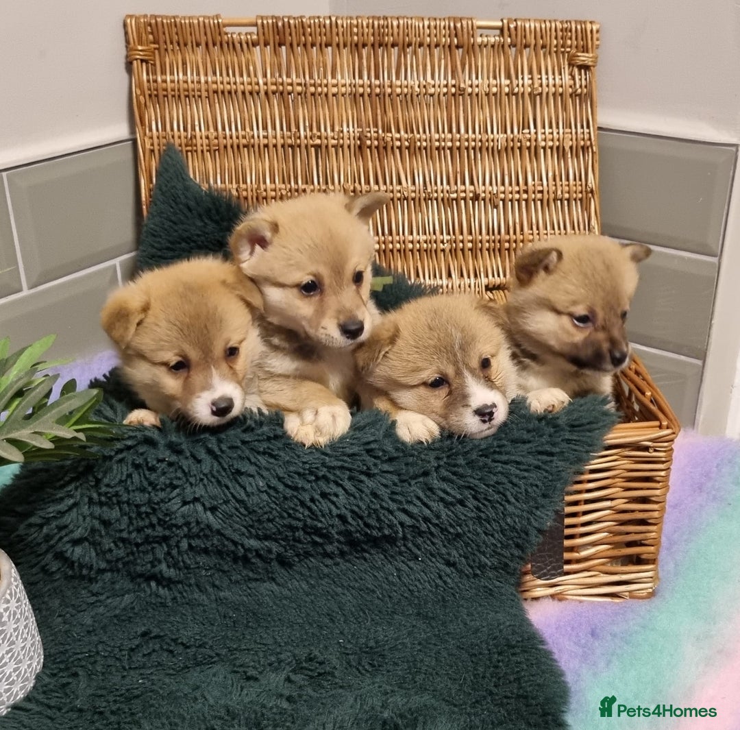 Mixed Breed dogs for sale: Corgi-Inus 💙 Just 1 BOY LEFT - Image 8