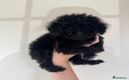 Toy Poodle dogs for sale: Extremely rare blue tiny Kc Reg Toy Poodle Puppy! - Image 32