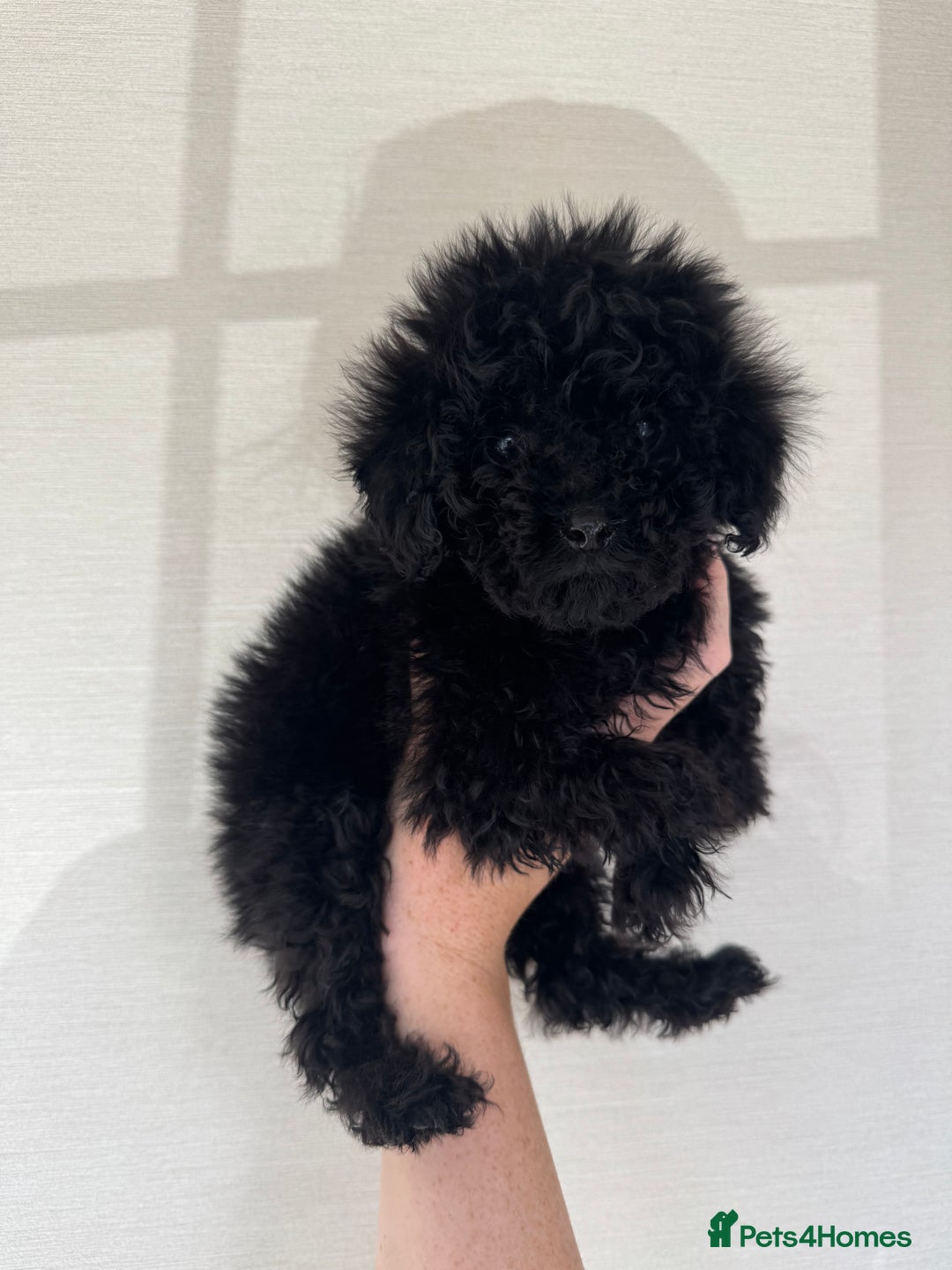 Toy Poodle dogs for sale: Extremely rare blue tiny Kc Reg Toy Poodle Puppy! - Image 32