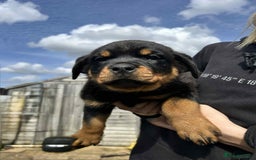 Rottweiler dogs for sale: Rottweiler puppies  - Image 4