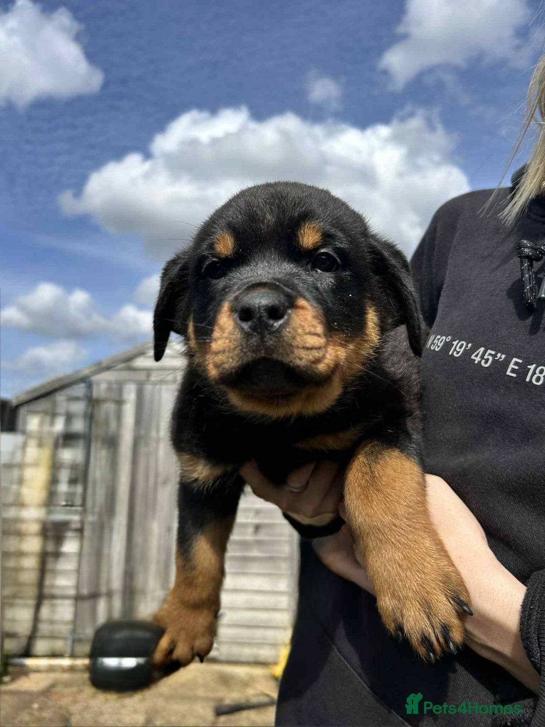Rottweiler dogs for sale: Rottweiler puppies  - Image 4