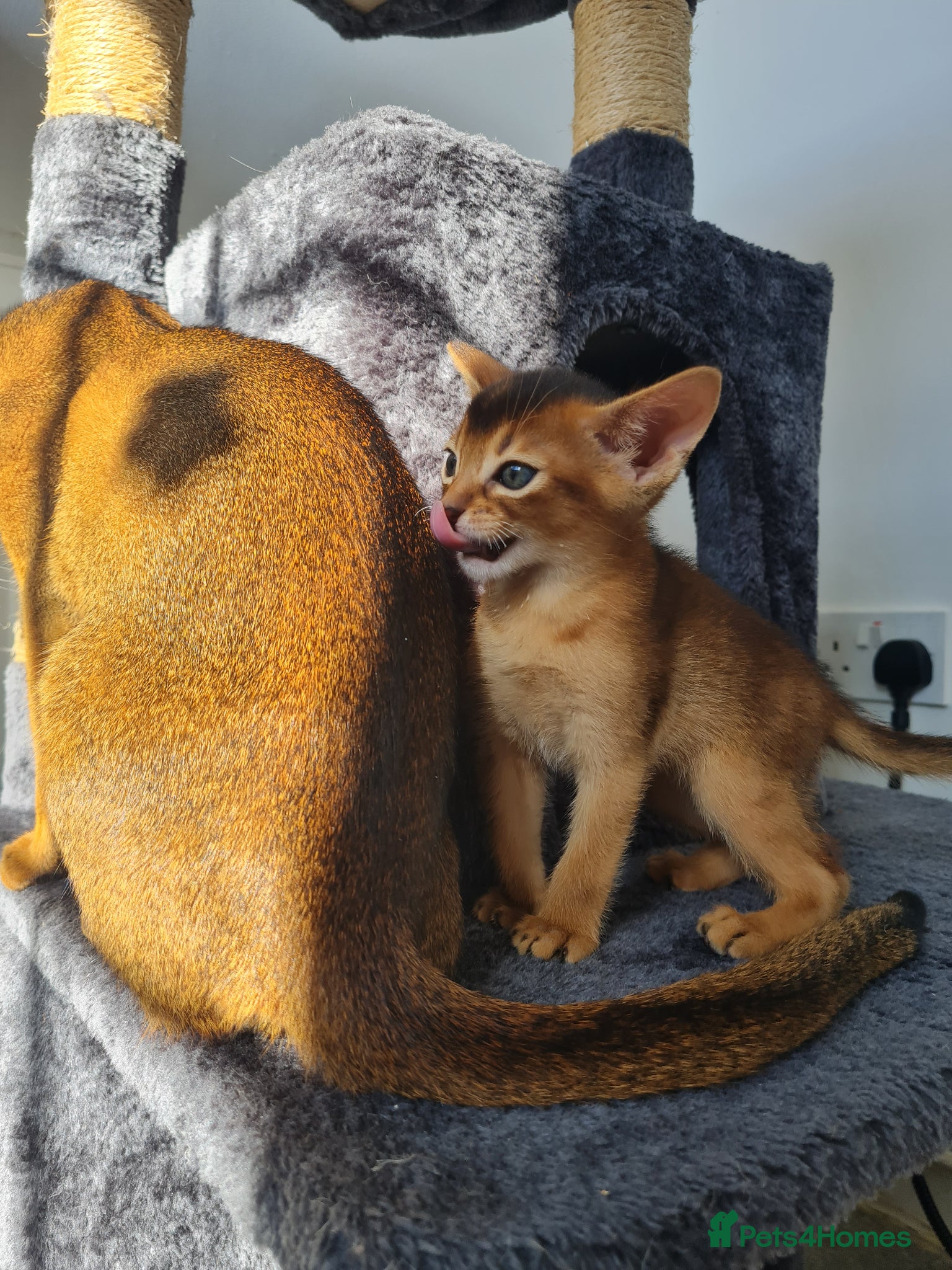 Abyssinian cats LAST TWO BOYS,champion line Abyssinian kittens🎖 - Advert 2