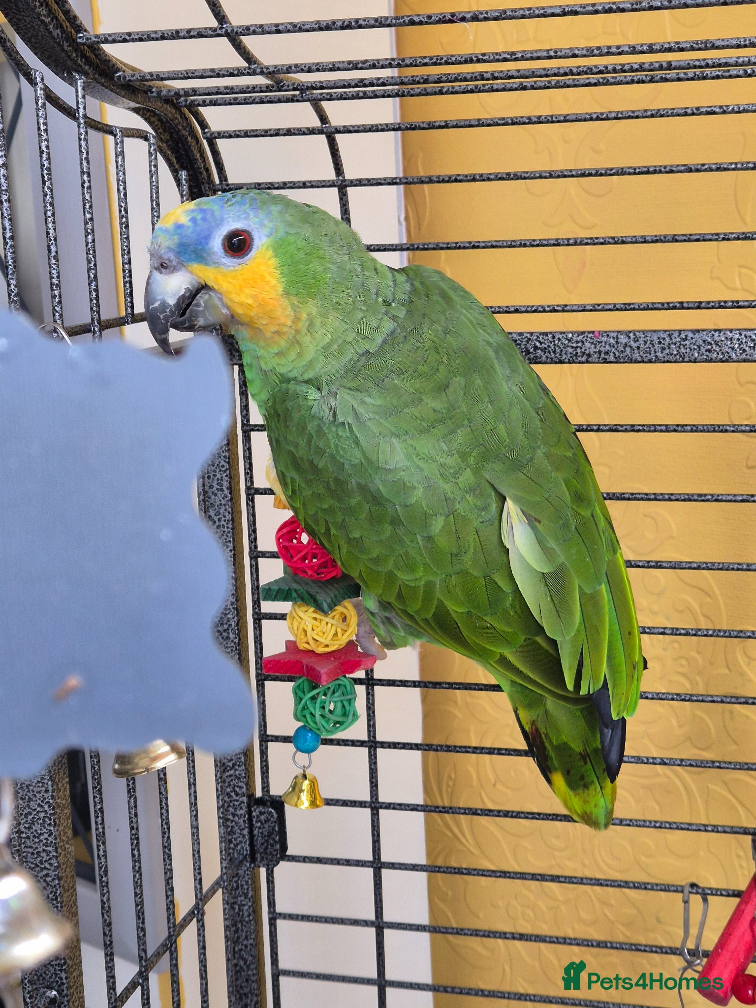 Parrots birds 8 month old Orange-winged Amazon  - Advert 5