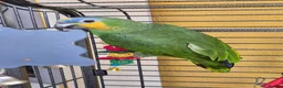 Parrots birds for sale: 8 month old Orange-winged Amazon  - Advert 1