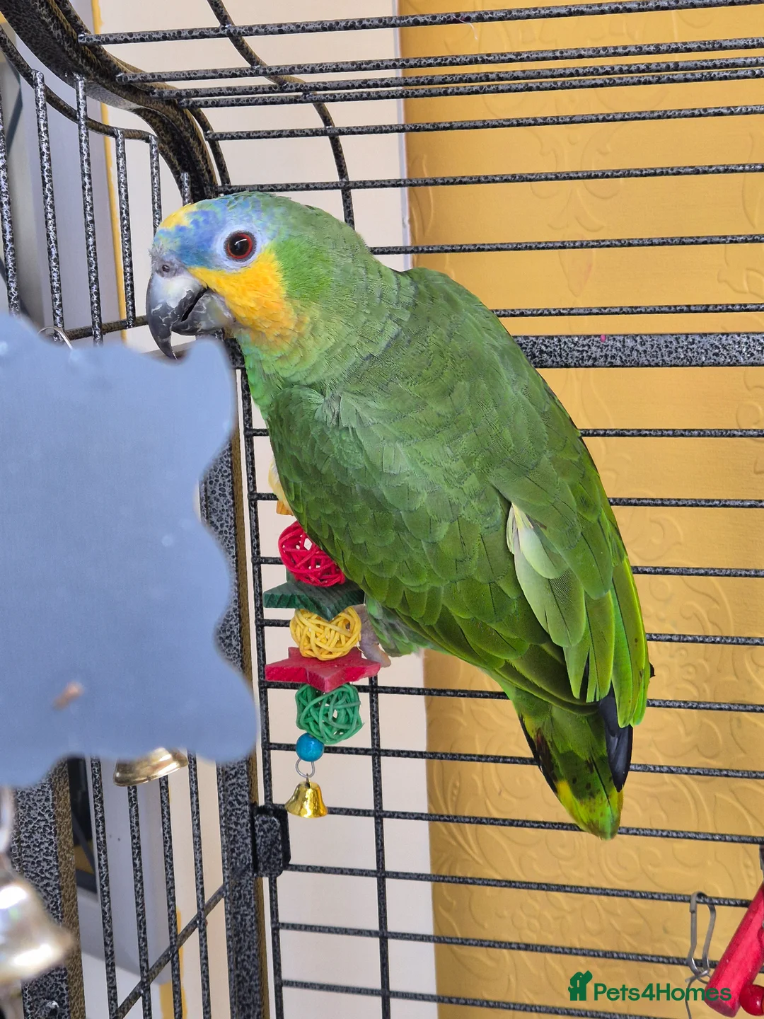 Parrots birds for sale: 8 month old Orange-winged Amazon  - Advert 1